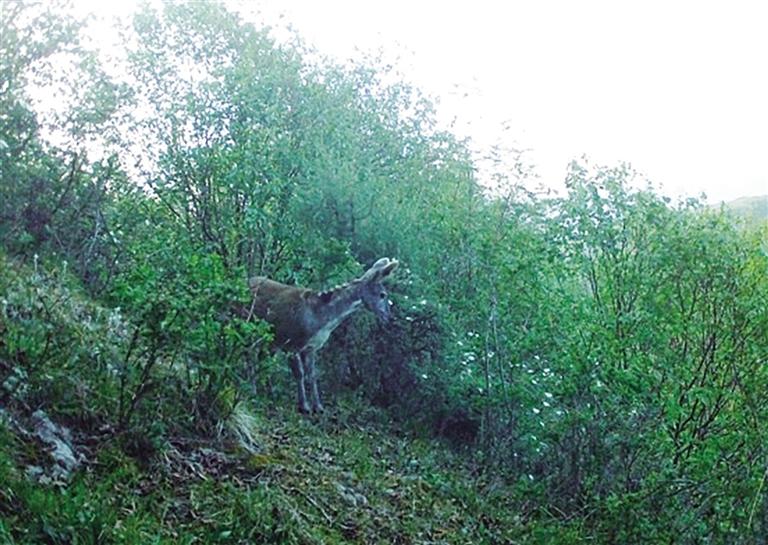 “林间精灵”现身 连城保护区拍到濒危物种马麝画面