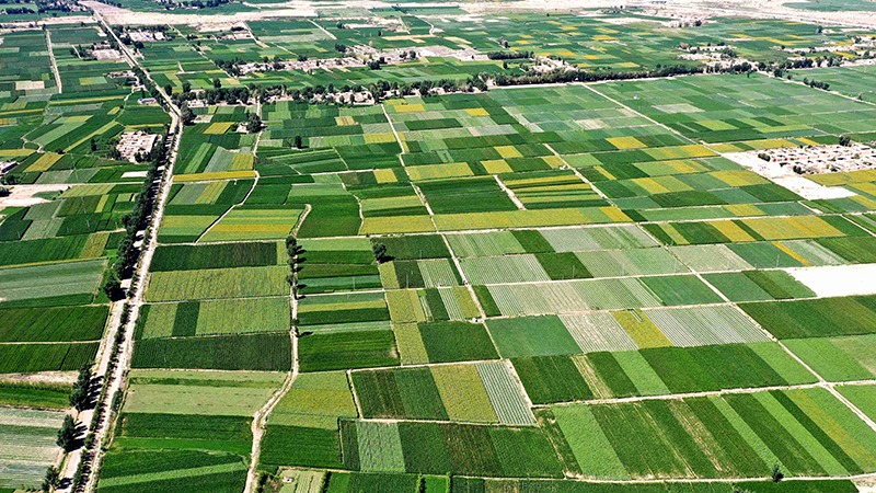 民勤蜜瓜甜透千顷沃野