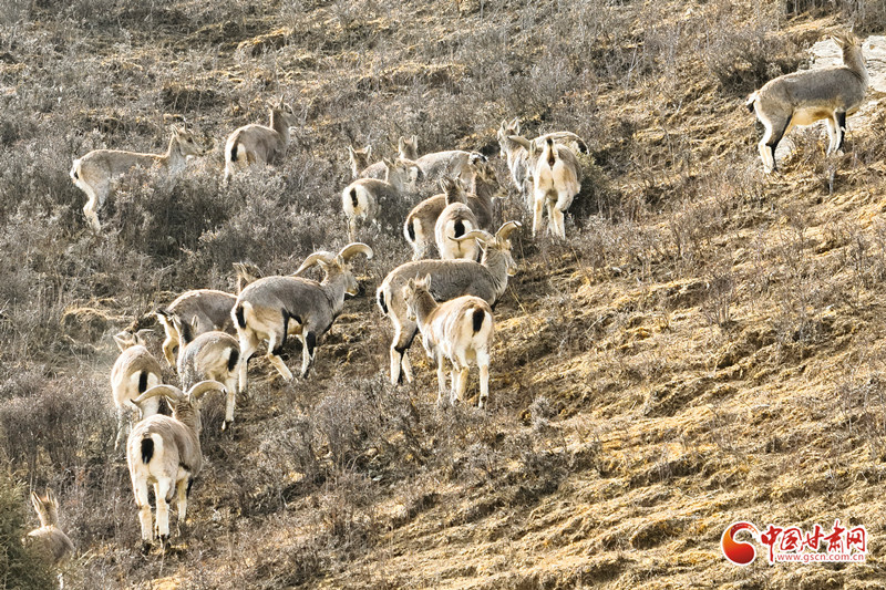 “岩壁精灵”岩羊群现祁连山民乐段
