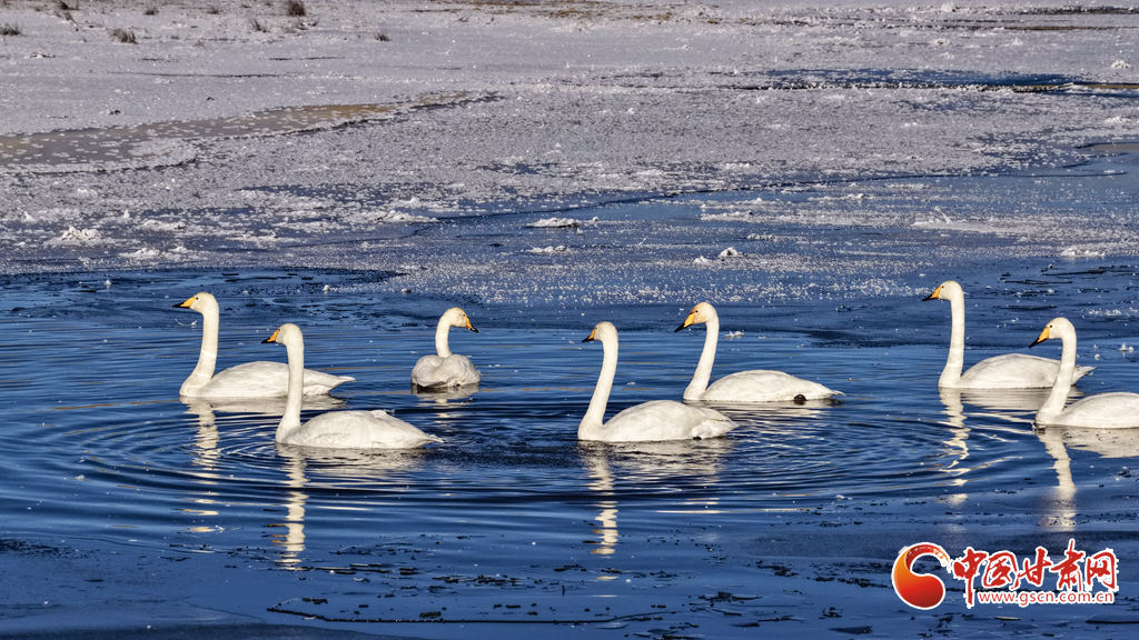 陇拍客丨甘肃这处湿地,颜值天花板!三种珍稀鸟类同框秀优雅