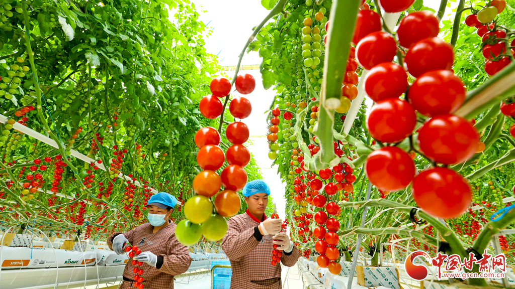 陇原山乡新画卷·陇拍客丨张掖:智慧农业硕果飘香