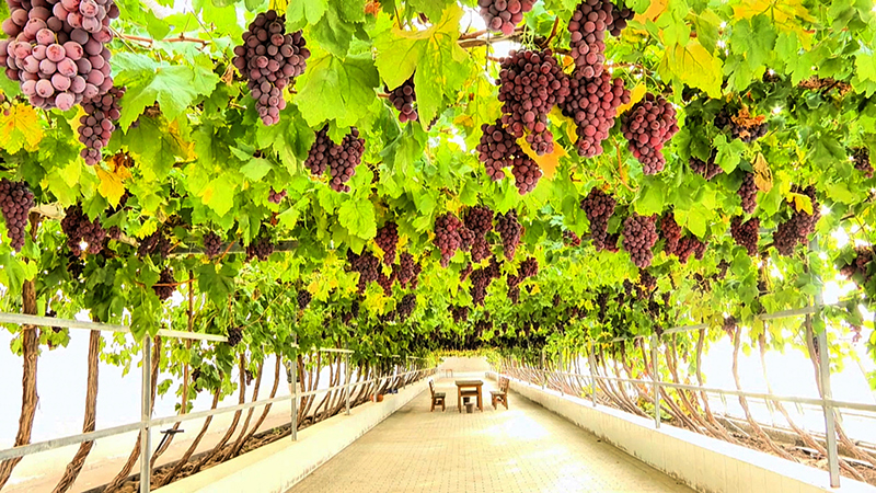 高台晚熟葡萄引领农旅融合