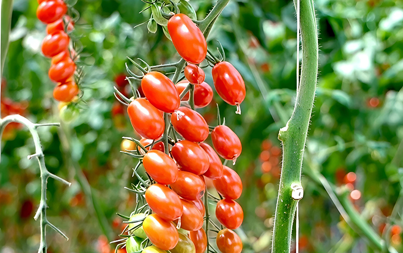 玉门:大棚“红玛瑙”映红乡村致富路