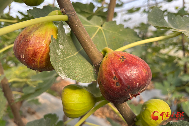 灵台：无花果“甜”满枝头 助农增收添活力