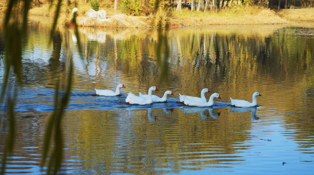 武威：初冬海藏染清霜 静景流韵醉流年