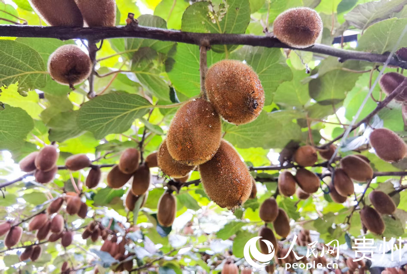 修文猕猴桃。人民网王秀芳摄