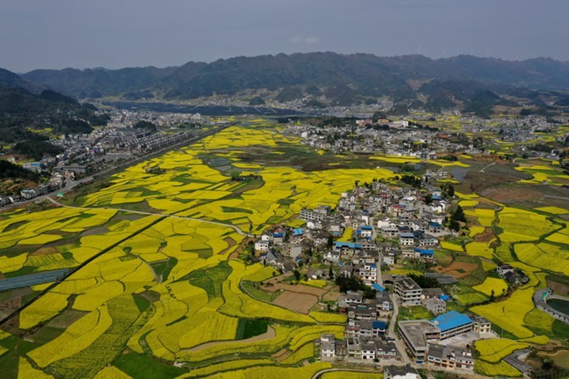 1、金沙建设高标准农田 夯实农业发展“耕”基 。马其沛、黄源汇供图