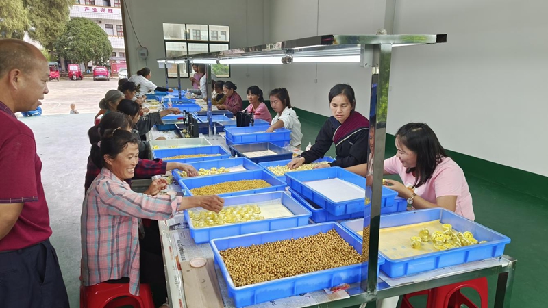 2、独山县下司镇就业帮扶车间“红红火火”。罗燕芳摄