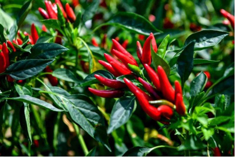 遵义朝天椒。贵州遵义国际辣椒博览会供图