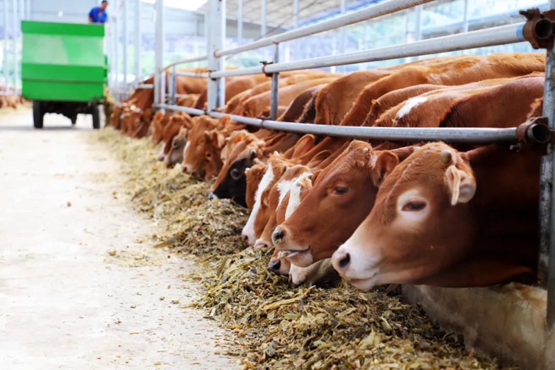 关岭牛。潘晶、蒋杰供图