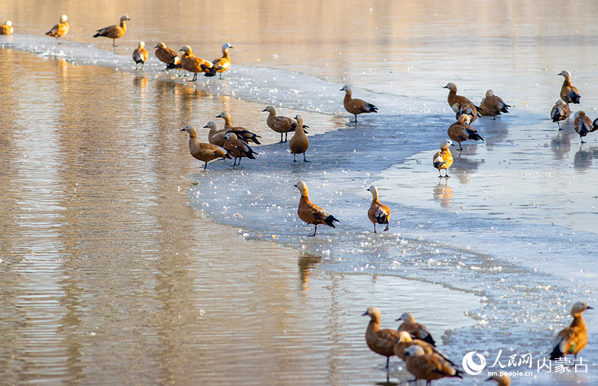 赤麻鸭在呼和浩特市玉泉区“千岛湖”景区的水面上栖息、觅食。丁根厚摄