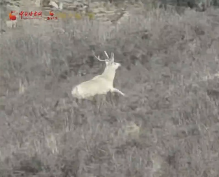 “雪色精灵”再现身 祁连山野生动物种群健康度持续提升