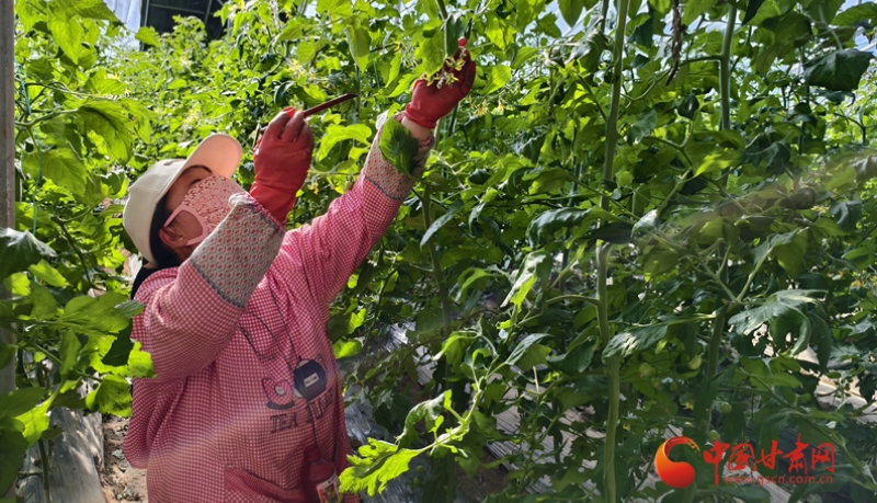 四中全会精神在基层 高质量发展调研行｜庄浪：智能温室“育”出好光景