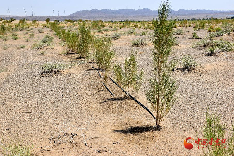 高台：沙海科技织绿网 端稳了“生态碗”
