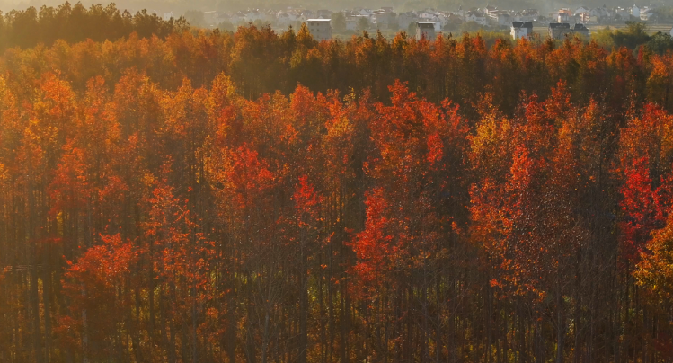枫林牧场航拍。王癸静 摄