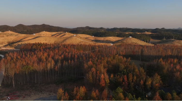 枫林牧场航拍。王癸静 摄