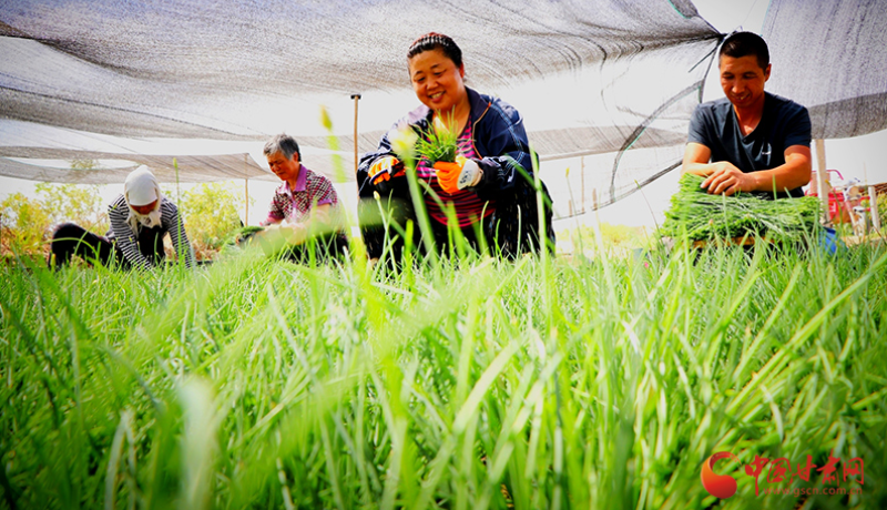 【决胜收官“十四五”】民勤：小沙葱蕴“大钱景”生态绿换“致富金”