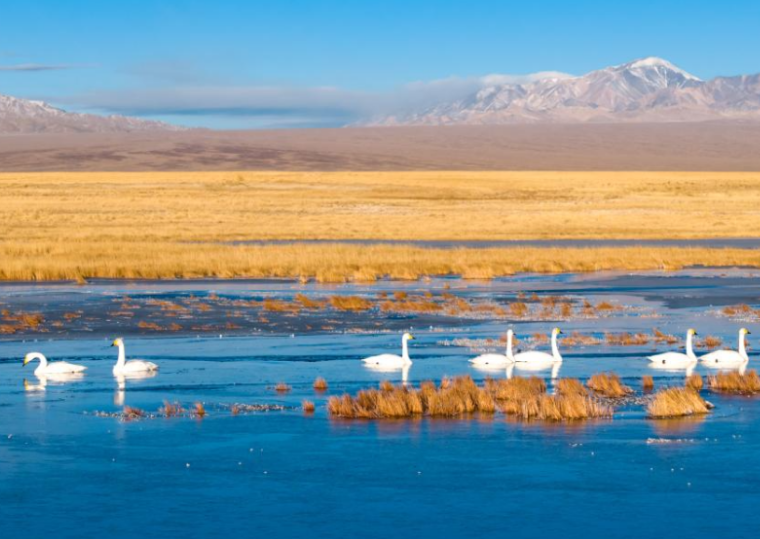 河西走廊：候鸟迁徙路线上的“生态驿站”