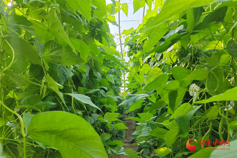 高台：冬日大棚绿意浓“蔬”写增收好“钱”景