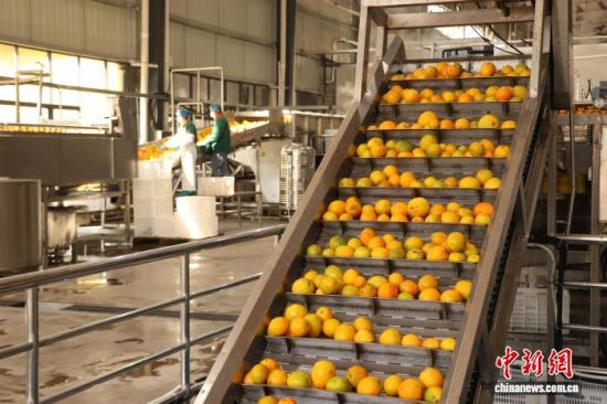大型智能分选设备正在分选传送鲜橙。 熊锦阳 摄.jpg 大型智能分选设备正在分选传送鲜橙。 熊锦阳 摄.jpg