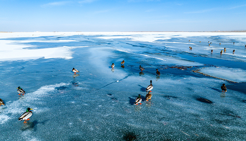 金塔:候鸟见证生态美