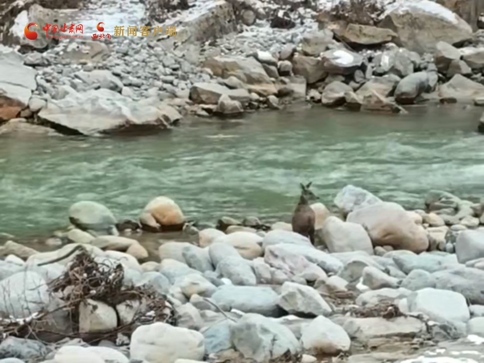 马麝近“赏”祁连景 生态守护显成效