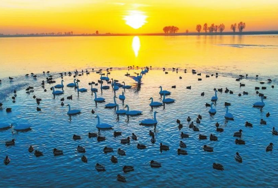 金塔：候鸟翔集生态美