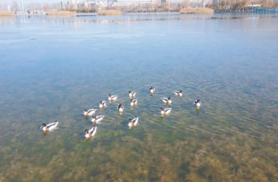 生态定西迎候鸟