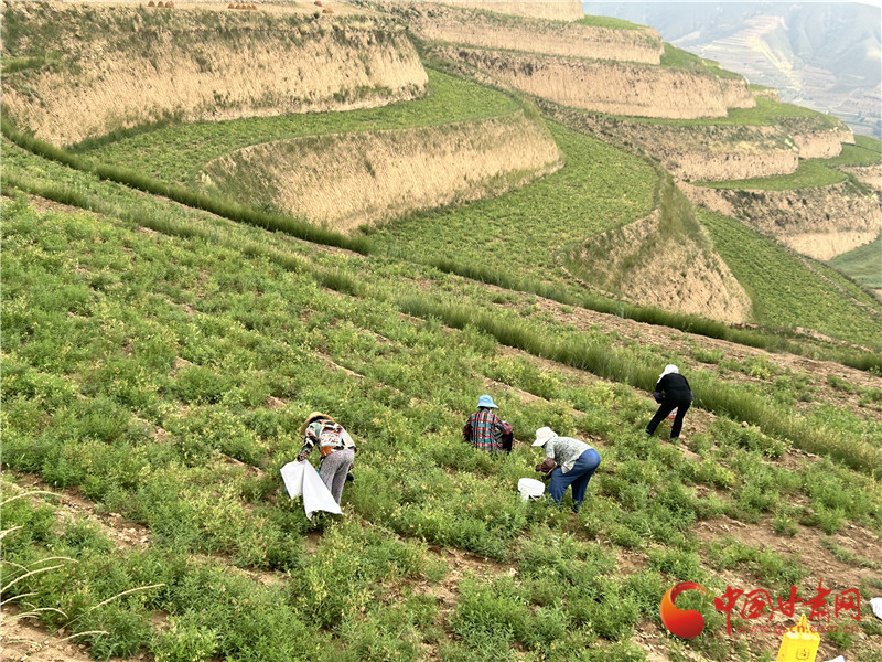两位人大代表一线履职 为陇西中医药产业注入强劲动能