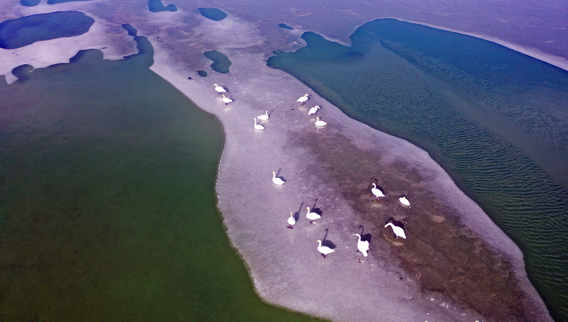 嘉峪关市：冬景旖旎 天鹅游弋