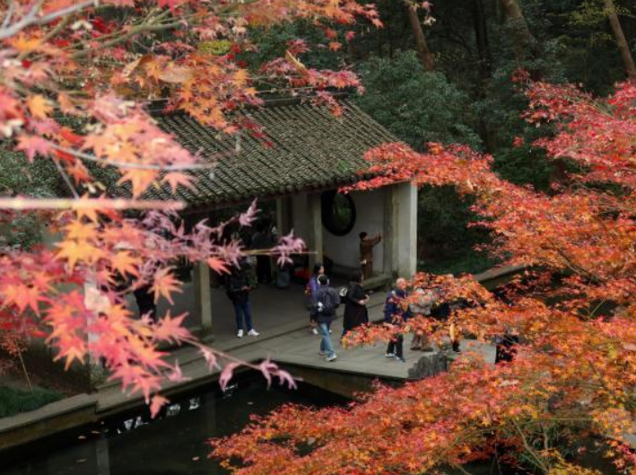 杭州：红枫层林尽染 引游客竞相打卡