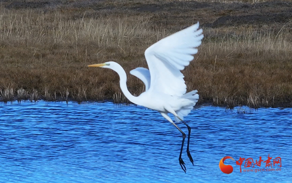 玛曲：冬日湿地白鹭翩跹生态美