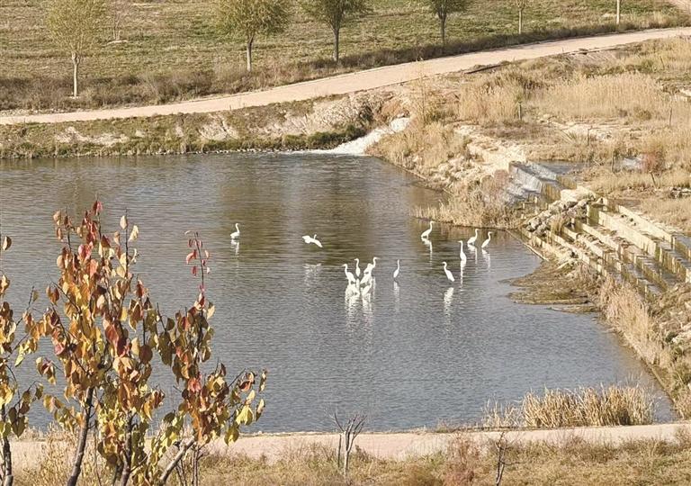 秦王川国家湿地公园持续改善环境打造候鸟家园