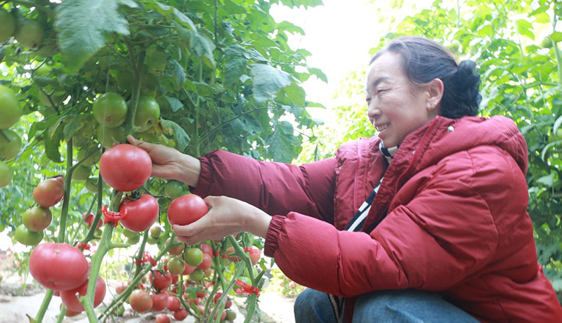 “蔬”写绿色增收景