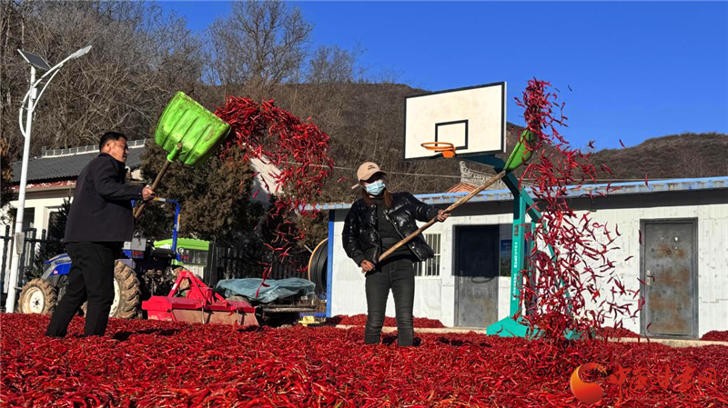 陇原山乡新画卷|华亭:红辣椒铺就富民路 小产业“晒”出幸福景