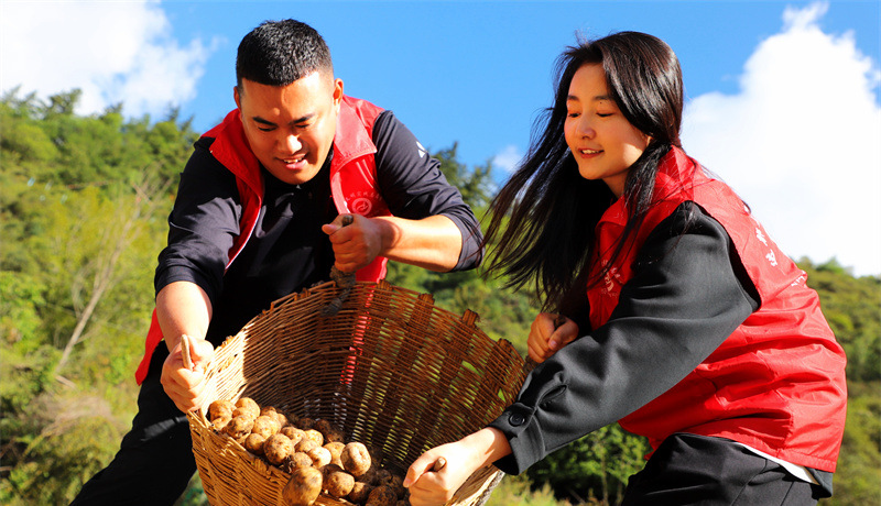 【陇原山乡新画卷】迭部:“珍珠”马铃薯串起乡村振兴路