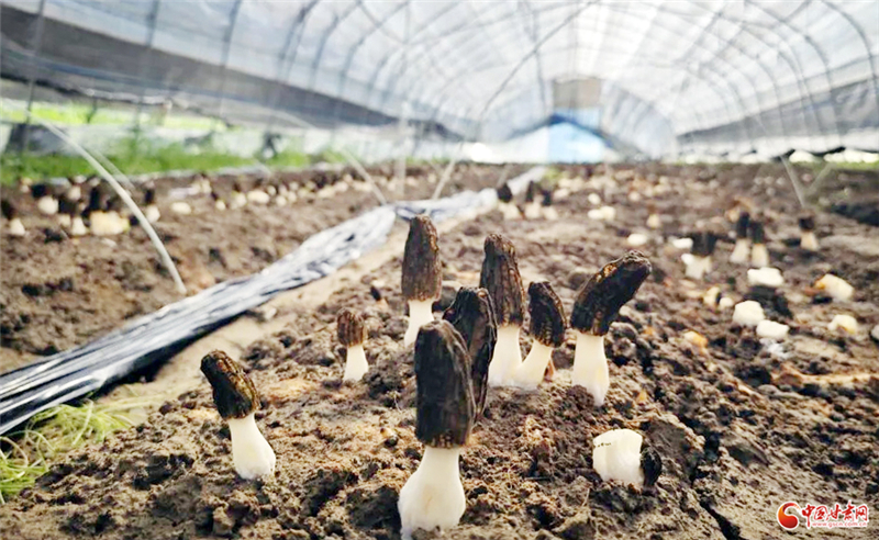 正宁湫头镇:党建赋能产业“三维破题” 解锁乡村治理新密码