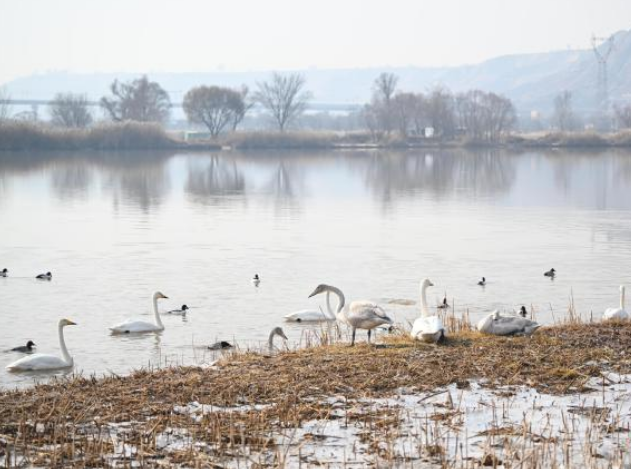 黄河兰州段兴起“天鹅经济”