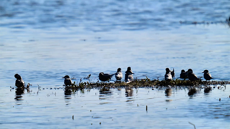 静宁生态高质量发展