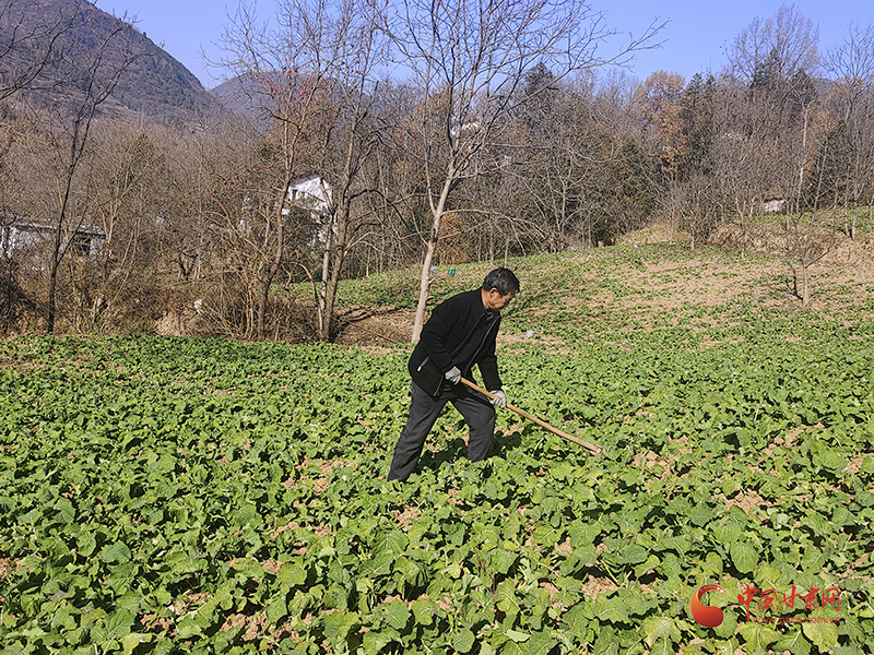 康县：油菜管护正当时 稳产增收促振兴