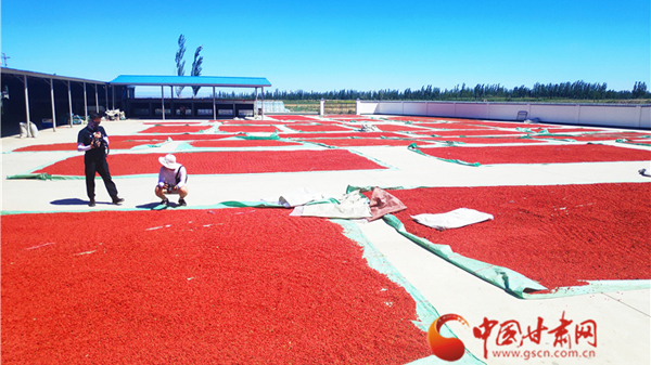 【跟着总书记看甘肃】瓜州县：枸杞红了！销量火了