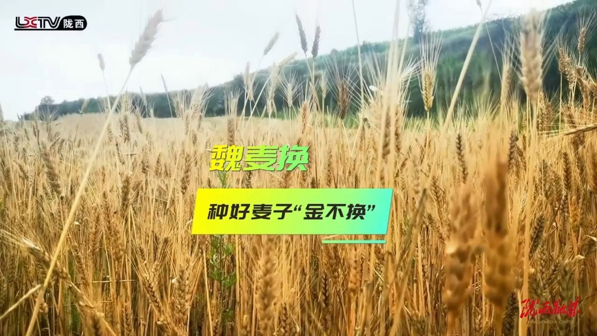文艺赋能乡村振兴“十百千万”工程百部微电影展播（第二季）微电影《魏麦换——种好麦子金不换》