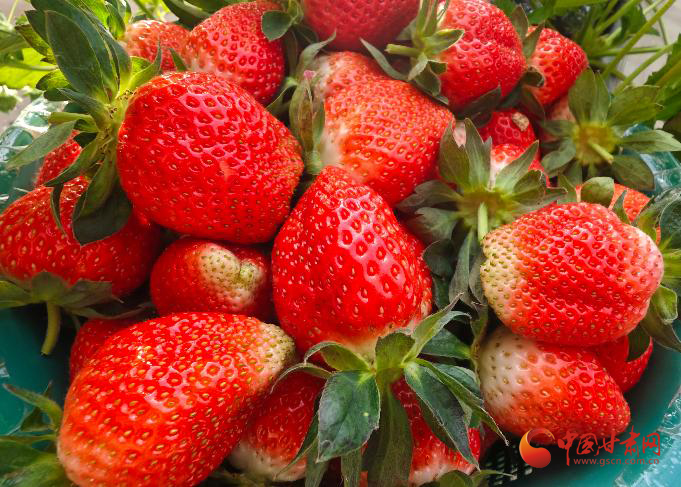 陇原山乡新画卷|高台：草莓抢“鲜”上市 乐享冬日“莓”好