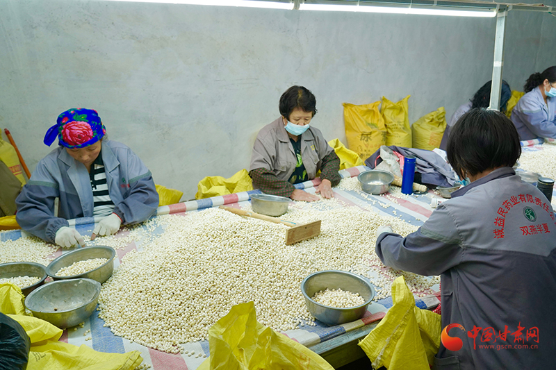 西和：半夏中药材变“金药方”