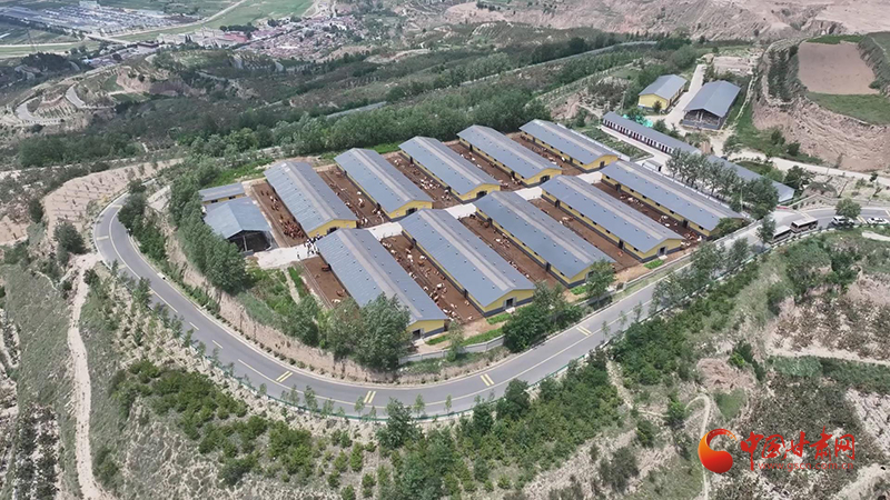 庄浪：红牛产业蹚出“牛”路子