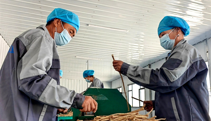 民乐：特色产业“旺”起来 乡村振兴“活”起来