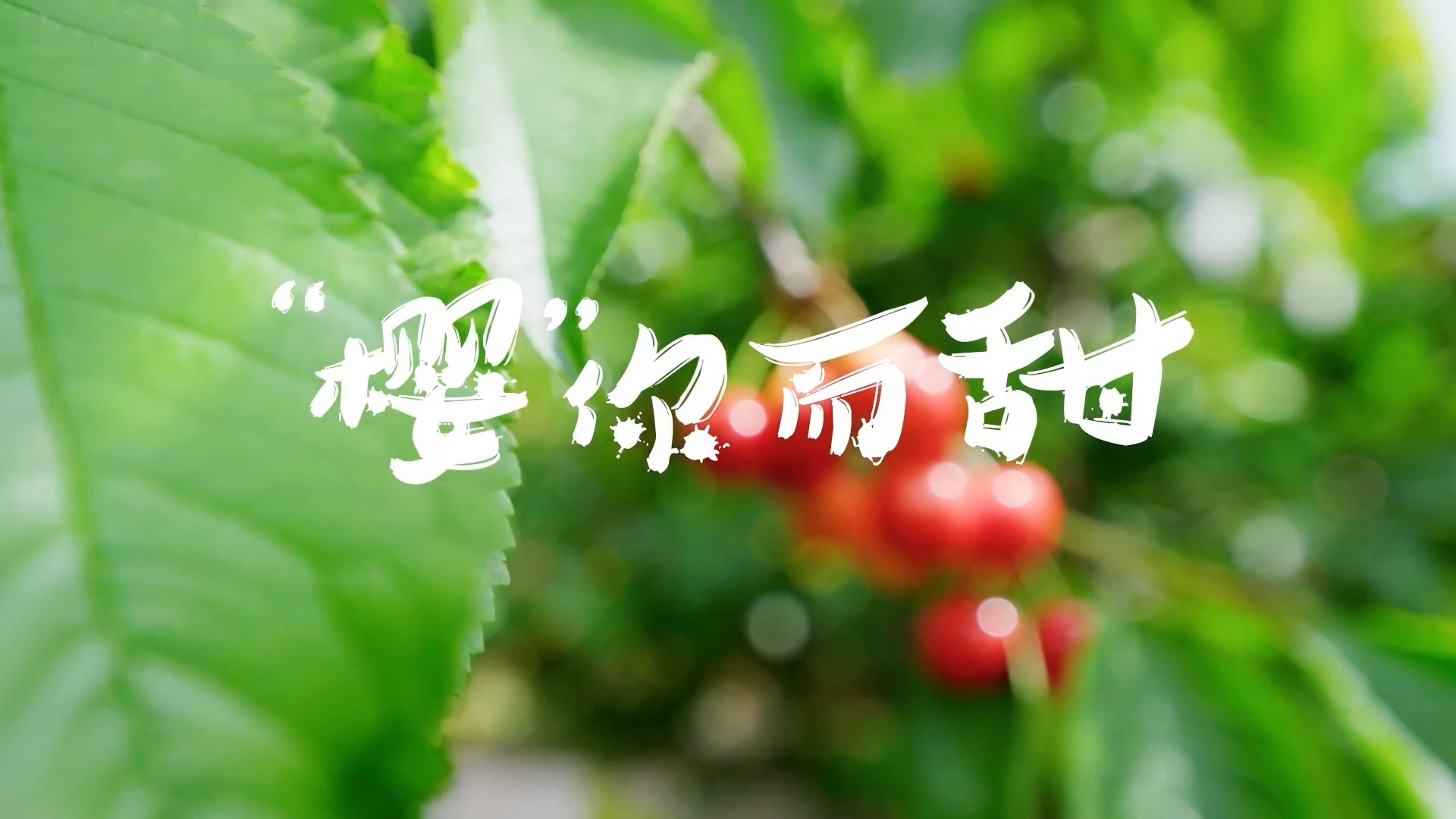 文艺赋能乡村振兴“十百千万”工程百部微电影展播（第二季）微电影《樱你而甜》