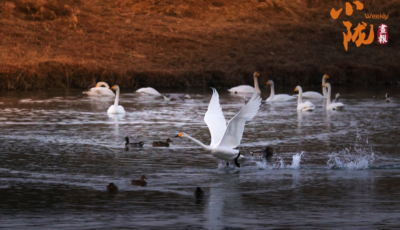 【小陇画报·447期】张掖：戈壁藏翡翠 湿地舞生灵