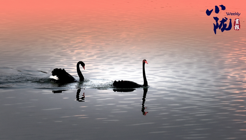 【小陇画报·447期】张掖：戈壁藏翡翠 湿地舞生灵