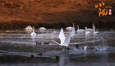 张掖：戈壁藏翡翠 湿地舞生灵